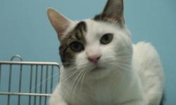 Domestic Short Hair - White - Buddy - Medium - Adult - Male
Buddy is a very friendly cat who is very human oriented & attentive. He knows his name and comes when called. This playful boy would love to be your best pal. Buddy is a bit of an alpha with
