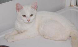 Domestic Short Hair - White - Cloudy - Medium - Baby - Male
CHARACTERISTICS:
Breed: Domestic Short Hair-white
Size: Medium
Petfinder ID: 24198237
ADDITIONAL INFO:
Pet has been spayed/neutered
CONTACT:
North Country Animal Shelter | Malone, NY |