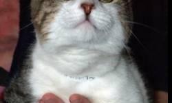 Domestic Short Hair - White - Delaware - Medium - Baby - Female
Hi, I'm Delaware. My brothers and I were living out of a dumpster with our mom. Good thing someone found us because my brother, Peebles, and I both had a condition called eyelid agenesis. SCF