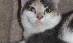 Domestic Short Hair - White - Fiona - Medium - Young - Female
Fiona is a fun, affectionate kitty. Her new name means ?white? in Gaelic. Fiona was transferred to PAN from a local shelter. Having been in a cage for some time, she is REALLY enjoying running