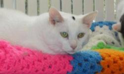 Domestic Short Hair - White - Ichabod - Large - Adult - Male
This fellow came to us as a father of many kittens. He is now happily fixed so no more babies. He is shy, but can be very affectionate when its quiet.
CHARACTERISTICS:
Breed: Domestic Short