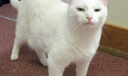 Domestic Short Hair - White - Joey - Medium - Adult - Female
Joey was a feral kitten that came in with her littermates back in 2005. She will need a home where there won't be a lot of commotion and noise...as she still gets spooked sometimes. She does