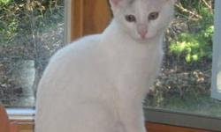 Domestic Short Hair - White - Lexi - Medium - Young - Female
Lexi was found at 2 months with 2 fractures and several other injuries. She's now a happy, healthy, and active kitten with no sign of her earlier trauma.
CHARACTERISTICS:
Breed: Domestic Short