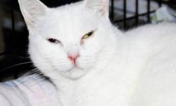 Domestic Short Hair - White - Mabel - Medium - Adult - Female
Mabel aka Love Bug - if you have a lap Mabel will not disappoint. This sweet girl love attention and will reward you with head butts and purrs that are sure to steal your heart. This beauty is