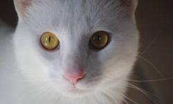 Domestic Short Hair - White - Memphis-adopted - Medium - Adult
To fill out an adoption application for this cat, please click here  . We'll review it and get back to you as soon as possible!
Please be patient with us as we take every application seriously