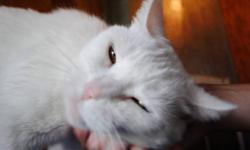 Domestic Short Hair - White - Pretty Girl And Dasey - Medium
Pretty Girl and her daughter Dasey had a wonderful home - until their guardian became homeless and, thus, was no longer able to provide for his two beloved companions. Their guardian is