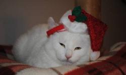 Domestic Short Hair - White - Snowadopted - Small - Young
Dreaming of a white Christmas? Snow is ready to make your holiday wishes come true! This sweet girl may seem shy at first, but just extend a loving hand and she?ll meet you halfway. With a few