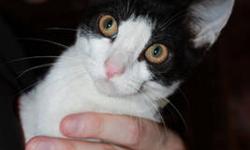 Domestic Short Hair - White - Spice'hurricane Cat' - Small
A few weeks ago, just around the time of Hurricane Sandy, Spice was rescued from Animal Care and Control. Chances are she would have moved on to the next world within just a day or two. The