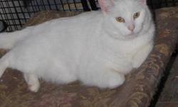 Domestic Short Hair - White - Whisper - Large - Young - Male
CHARACTERISTICS:
Breed: Domestic Short Hair-white
Size: Large
Petfinder ID: 21989505
ADDITIONAL INFO:
Pet has been spayed/neutered
CONTACT:
North Country Animal Shelter | Malone, NY |