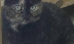 Domestic Short Hair - Whitney - Medium - Adult - Female - Cat
My name is Whitney and I came to the shelter as a stray in February 2013. I am a 2 year old spayed female. I am a loving cat and I love to be around people!
Adoption Process: HAHS has an