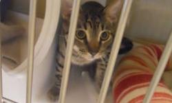 Domestic Short Hair - Will - Small - Baby - Male - Cat
CHARACTERISTICS:
Breed: Domestic Short Hair
Size: Small
Petfinder ID: 24207765
CONTACT:
Animal Care & Control of New York City - Brooklyn | Brooklyn, NY | 212-788-4000
For additional information,