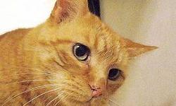 Domestic Short Hair - William - Large - Adult - Male - Cat
Hi, my name is William and I am a handsome big orange tiger. I was brought into the shelter because my owner had too many pets to care for. You may notice a little tilt in my head, like I have a