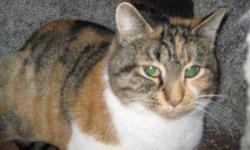 Domestic Short Hair - Winnebago - Small - Adult - Female - Cat
Hi, my name is Winnebago. I got left here at the shelter outside. I had four kittens, and they have all been adopted. Now it is my turn to get a new home. I am very friendly when you get to