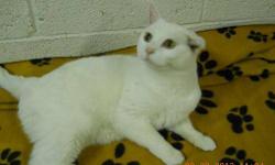 Domestic Short Hair - Ying - Medium - Adult - Female - Cat
CHARACTERISTICS:
Breed: Domestic Short Hair
Size: Medium
Petfinder ID: 25430016
CONTACT:
Elmira Animal Shelter | Elmira, NY | 607-737-5767
For additional information, reply to this ad or see: