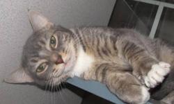 Domestic Short Hair - Yoda - Medium - Young - Male - Cat
I am a friendly young guy who wants to get out and play. I came to the shelter because my previous family was moving. I like to be petted and have attention, and get along with other nice cats.