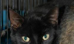Domestic Short Hair - Zane - Medium - Young - Male - Cat
My name is Zane and I came to the shelter as a stray in August 2012. I am a 1 year old neutered male. The shelter people are sad that I've been here as long as I have...I was just a little 4 week