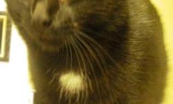 Domestic Short Hair - Zappa - Medium - Young - Female - Cat
My name is Zappa and I came to the shelter as a stray in September 2012. I am a 3 month old female. I am a very playful girl and I love to be around other cats!
Adoption Process: HAHS has an