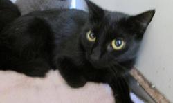 Domestic Short Hair - Zenda - Medium - Adult - Female - Cat
Hi, My name is Zenda. I had some babies under a nice ladies porch, and came around howling for some food! She found ALL of my babies, and boy was she surprised! Anyway, now we are here at MHAA
