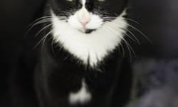 Domestic Short Hair - Ziva - Medium - Young - Female - Cat
What a beautiful girl in a tuxedo!
CHARACTERISTICS:
Breed: Domestic Short Hair
Size: Medium
Petfinder ID: 24520503
ADDITIONAL INFO:
Pet has been spayed/neutered
CONTACT:
Finger Lakes SPCA of