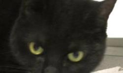 Domestic Short Hair - Zoey - Medium - Adult - Female - Cat
I am a friendly and affectionate girl who came to the shelter because my owner lost their job. I like to be petted and have attention, and am very outgoing. Please stop by the MIDDLETOWN PETSMART