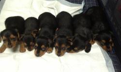 Candy and Devo are the proud parents of these adorable Dorkies. Mom Candy is a friendly Brown miniature Dachshund with great temperament and loves kids. Father Devo is a tea cup Yorkshire terrier with lots of personality, he also love kids and is always