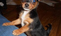 Very sweet, loving, playful TINY Dorkie (dachshund/Yorkshire Terrier) female puppy for sale. Very small now at 2.75 pounds at just under 3 months (born 10/29/12) she should not exceed approximately 4 pounds adult size. So, this puppy is NOT suitable for