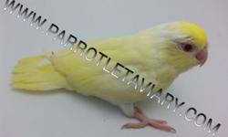 DOUBLE FACTOR CREAMINO PARROTLET AVAILABLE FOR SALE - VERY RARE!!!
THIS BEAUTIFUL RARITY HAS A CREAM COLORED BODY WITH INTENSE YELLOW OVERSHADOWING AN ALBINO WHITE BACKGROUND. THIS BEAUTIFUL BIRD HAS INTENSE CRIMSON RED EYES THAT LOOK LIKE RUBY GEMS.
GET