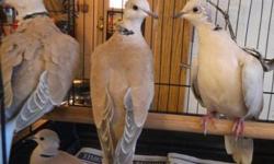 Dove - 7 Ringneck Doves - Small - Young - Bird
Naturally tame birds . They would do best in pairs , too many together fight a little .
CHARACTERISTICS:
Breed: Dove
Size: Small
Petfinder ID: 25277433
CONTACT:
Humane Society of Middletown New York |