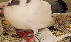 Dove - Boone - Small - Adult - Bird
CHARACTERISTICS:
Breed: Dove
Size: Small
Petfinder ID: 24474115
CONTACT:
Lollypop Farm, Humane Society of Greater Rochester | Fairport, NY | 585-223-1330
For additional information, reply to this ad or see: