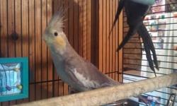 I have come 2 a hard decision over the past few months & due 2 personal reasons i am downsizing my flock. I am offering cockatiel breeding pairs, singles + some green cheeks & ringneck doves as well! I have added pics of some of the birds that r 4 sale,