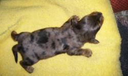 We have 1 darling little Doxie puppy female dapple longhair
we are taking a deposit to hold them until they are of age to go to a new loving home ........
contact us for more info