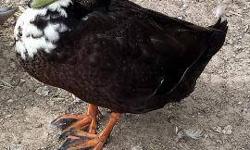 Duck - Crested Rouen + - Medium - Adult - Male - Bird
CHARACTERISTICS:
Breed: Duck
Size: Medium
Petfinder ID: 22067177
CONTACT:
Lollypop Farm, Humane Society of Greater Rochester | Fairport, NY | 585-223-1330
For additional information, reply to this ad