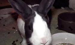 Dutch - Addison - Small - Baby - Female - Rabbit
I'm Addison. You will see me hang out with Maddison all the time. If you look carefully you will see the difference in our markings. We are best buddies and will get adopted together. We are not very large