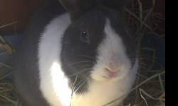 Dutch - Baxter - Medium - Adult - Male - Rabbit
Baxter is an adorable neutered male rabbit with striking pewter gray markings. He is very sweet and calm. He would do best in an indoor environment as part of a family. To fill out an application to adopt