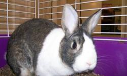 Dutch - Carmine - Small - Young - Male - Rabbit
Carmine is an active and playful guy at about a year old brought to Pets Alive West from Catskill Animal Sanctuary. Carmine was originally living secretly in a dorm room with his owner until they were both