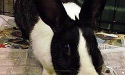 Dutch - Charlotte - Medium - Baby - Female - Rabbit
Hi there, I'm Charlotte. I was dropped by my owner to a friend, they were not able to keep me. I am a shy girl with designer markings, front half classic black and white dutch and second half salt and
