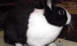 Dutch - Maddison - Small - Baby - Female - Rabbit
I'm Maddison. I am going to get to go home with my BFF, Addison. We are sisters and best friends and we would die if we got seperated. We got adopted for a year or so but one of our children got allergic