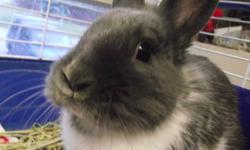 Dutch - Rocko - Small - Young - Male - Rabbit
Rocko is a cute little rabbit that was snuck into a college dormitory, and then left behind. We believe he is ~6-7 months old, and looks like a Dutch mix. He is very friendly, and does not mind being picked up