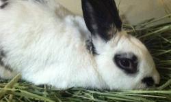 Dutch - Scott - Medium - Young - Male - Rabbit
Scott is our staff's favorite rabbit. He's big and playful and isn't afraid to do whatever it takes to get your attention. He's more than ready to be king of the house, and is just waiting for you to come