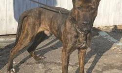 Dutch Shepherd - Hero - Large - Young - Male - Dog
Hero is a friendly and playful dog, 3 yrs old . His owners were moving and couldn t take him . They say he would be best as an only pet .
CHARACTERISTICS:
Breed: Dutch Shepherd
Size: Large
Petfinder ID: