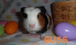 Perfect Easter surprise for anyone! If you are looking to get something for an Easter present but a rabbit may be too big, then you have come to the right place! These guinea pigs are so cute and would be a great gift for young and old alike. Feel free to