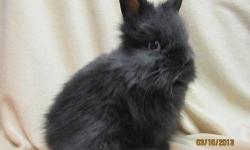 Easter Bunnies for sale Lionhead Bunnies two brown one gray cute and great first pet for children, only 15.00 each call 845-750-6542.