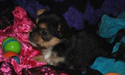 "Angel"
Amazing!! 5 stunning Jarkie Puppies.. Parents are our pets, Mom is a Japanese Chin 8 pounds..Dad is a Yorkie.4 1/2.pounds.
4 Females
1 Male.
Call to set up a Skype viewing.
We are a small, home based hobby breeder, located in the mountains of New