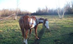 This is Patch. She is a registered paint mare. Her registered name is Shezapatcheswindmccue (reg# 743,451) through The American Paint Horse Association. Her Sire was Wasioja Dale and Dam Banditis Addition. Patch stands between 15 hh & 15.1hh. Patch has