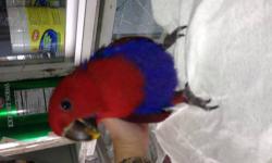 SALE SALE SALE!!!!
i have 1 baby female eclectus salomon island red sided. very beautifull colors red and blue 3 months old still on 1 handfeeding per day only for more info please call or text 646-543-6296