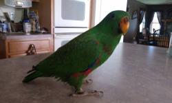 I'm selling my Eclectus parrot. He's still a baby. Very sweet and gentle. Super with kids, he doesn't bite. Anyone can handle him. I'm still hand feeding him. He get one small feedings a day, soon he will be eating all on his own. I will only let him go