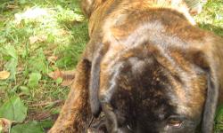 I have a beautiful AKC brindle English mastiff, she is 6 months old. she is a big girl, weighing already 90 plus pounds. She is a very loving, loyal snuggle bug. She is very sweet manored & loves giving kisses. She is an indoor dog but loves being