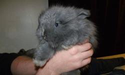 I have english angora rabbits for sale. Mom is full pedigree and babies are half. Babies are blue and both bucks. Mom is blue tort. Mom is $100 and babies are $75. Serious people only message me please. These bunnies take work and are not to be ignored in