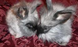 I currently have four purebred English Angora bucks for sale. They all have black fur and brown eyes. One male was born October 6th, 2014 and the other three were born December 1st, 2014. They are very gentle and used to being handled.
Rabbits with a