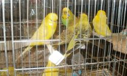 Large selection of English budgies mostly parent raised..Call me Manny at Pet World for prices and more info:..Birds were placed in small cages for shooting purposes but were inmeadiately put back in larger fly cages afterwards.